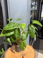 Philodendron Burle Marx 