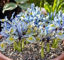 RARE: 5 Zwiebeln Zwerg Iris Reticulata “Katharine Hodgkin”‪