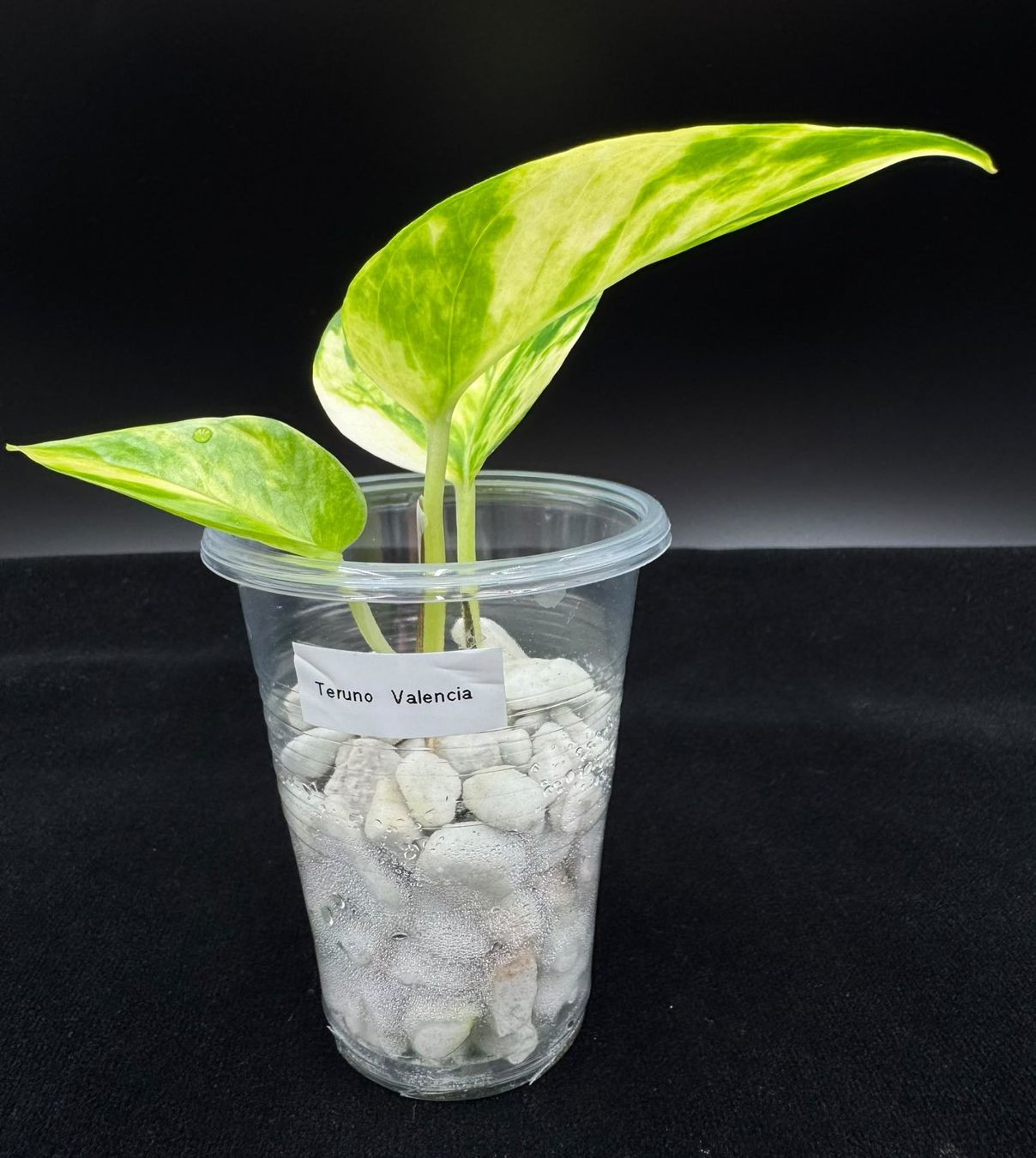 Plantes & graines: Epipremnum aureum 'Teruno Valencia' – Neuf (Voir description) à Bühler par googelibear 1