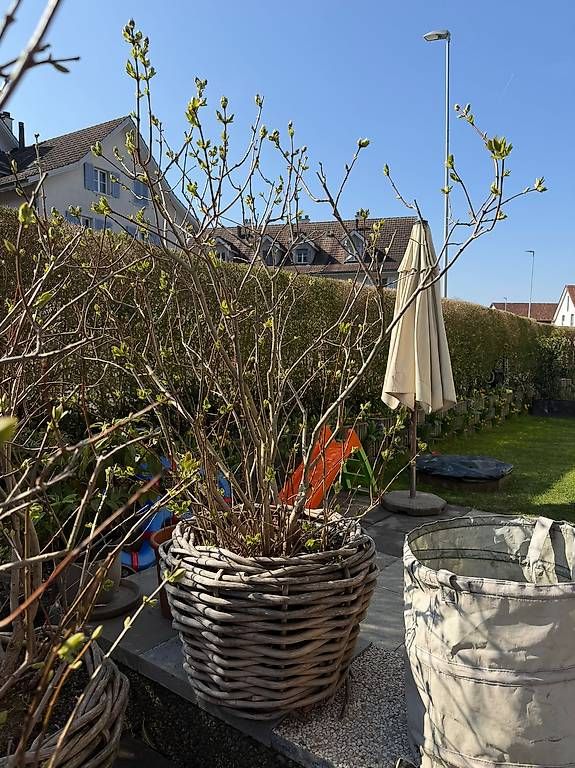 Piante & sementi: Flieder – Usato da Bonstetten venduto da Felixela