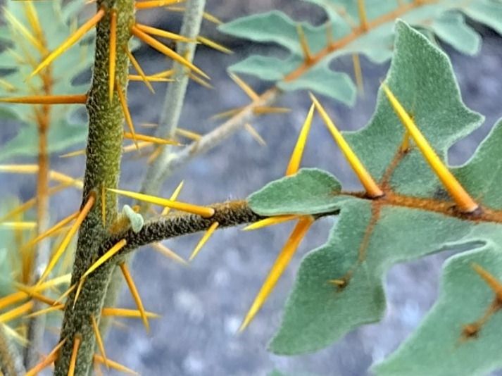 Piante & sementi: Solanum pyracanthum, Nachtschattengewächs, aus Madagaskar – Nuovo (secondo la descrizione) da Mühlethal venduto da spacebird 4