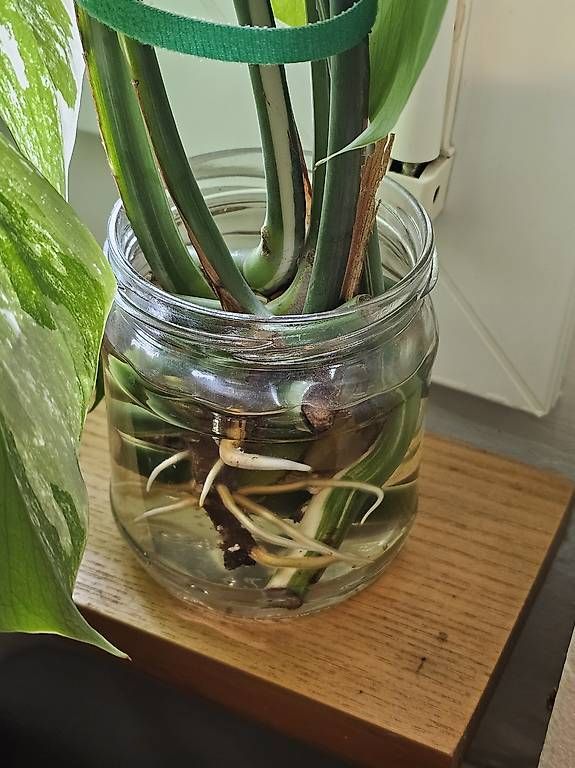 Piante & sementi: Monstera Albo Variegated Stecklinge  – Usato da Utzenstorf venduto da Dac_mk 1
