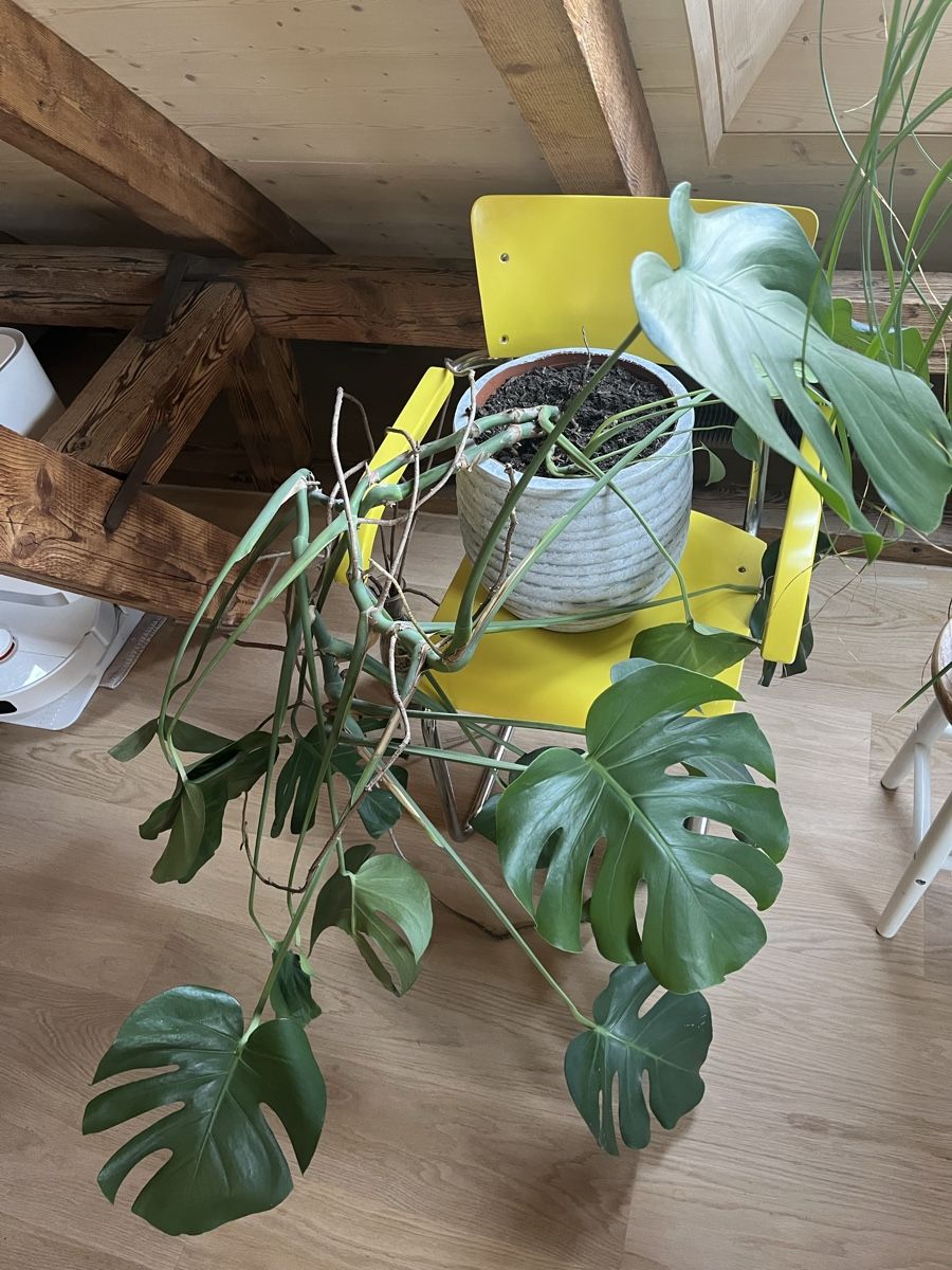 Pflanzen & Samen: Monstera Pflanze – Gebraucht aus Zürich von Jojo_Klar
