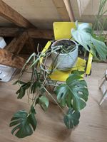Monstera Pflanze