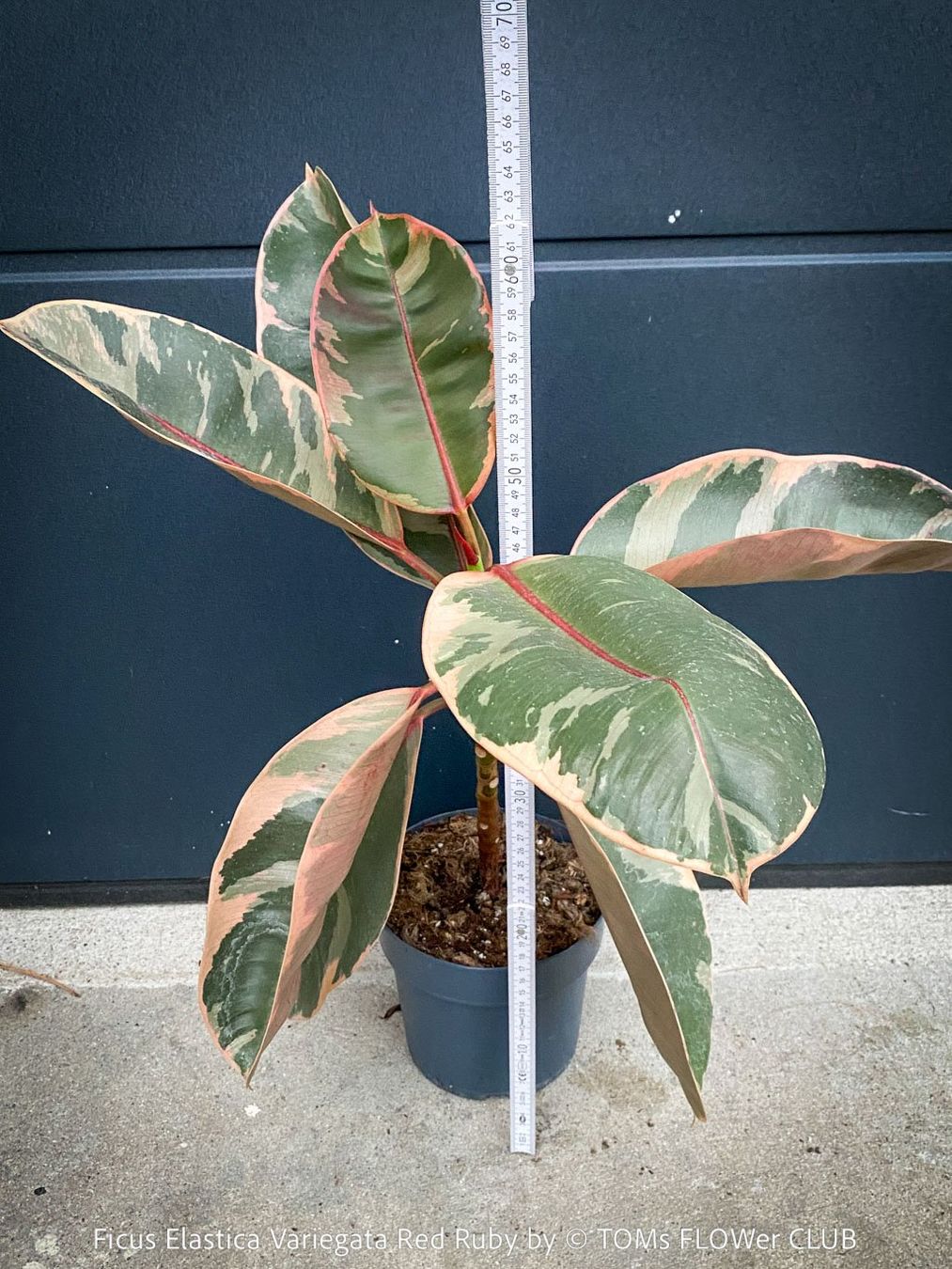 Piante & sementi: Ficus Elastica Variegata Red Ruby - 50-70cm grosses Bäumchen – Nuovo e nell'imballaggio originale da Adliswil venduto da asTOMas963 3