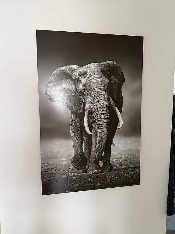 Foto & Immagini: Wandbild mit Elefantenmotiv – Nuovo e nell'imballaggio originale da Kloten venduto da sil_k82b