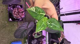 Alocasia Maharani albo variegata