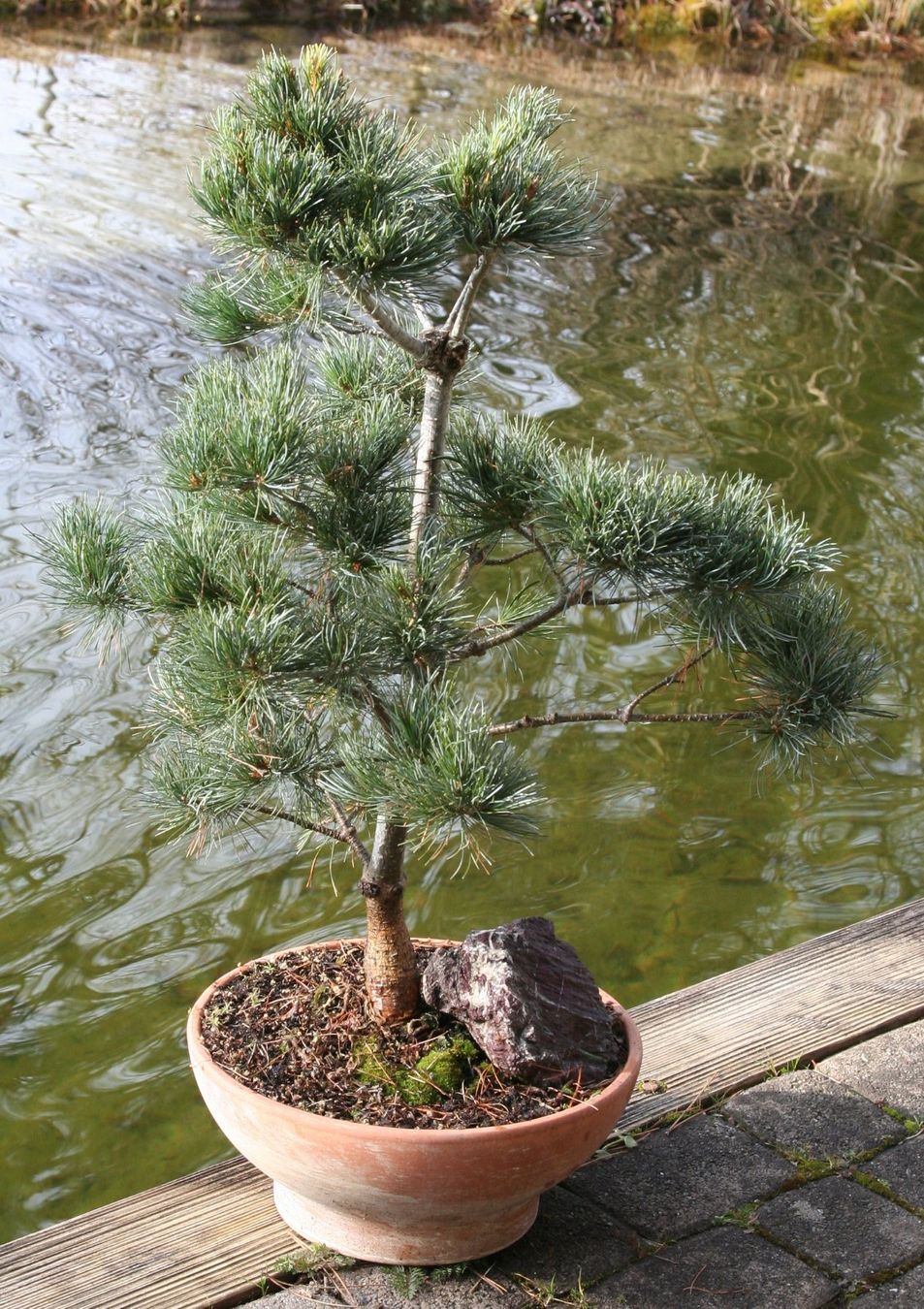 BONSAI - Mdchenkiefer (Neu (gemss Beschreibung)) in Gretzenbach fr CHF  220  nur Abholung auf Ricardo kaufen