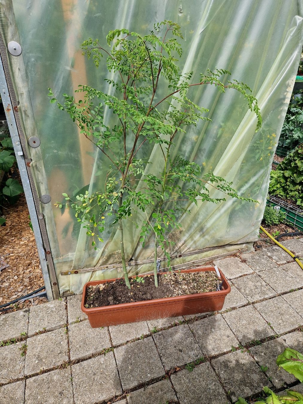 Piante & sementi: 2 Moringa Pflanzen ca 140 cm.Gross – Usato da Rothrist venduto da Aloe16 1