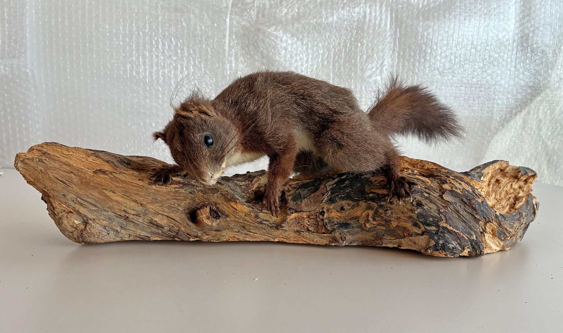 Il mondo degli animali: Eichhörnchen auf Holz – Usato da Bäretswil venduto da robsonantik