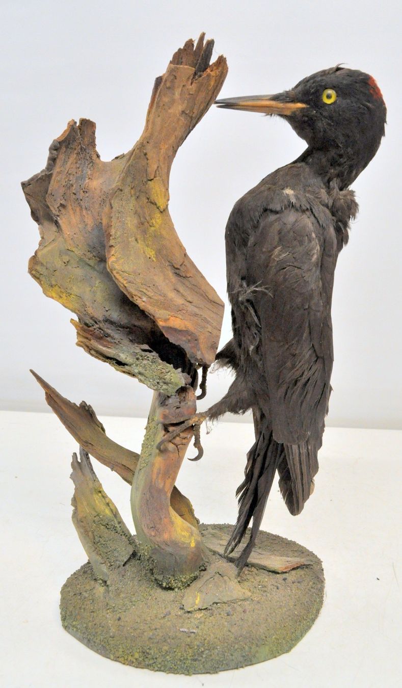 Il mondo degli animali: Pic noir naturalisé – Usato da Neuchâtel venduto da Neuchatel