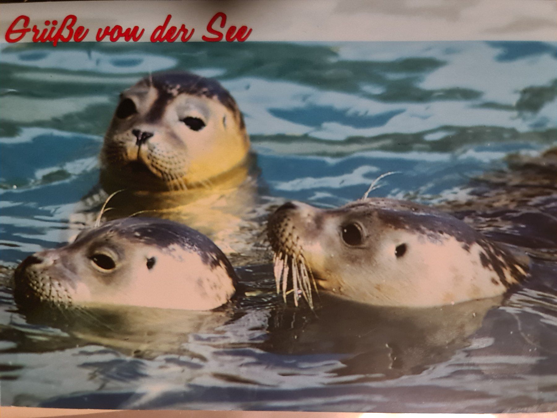Cartoline postali: Ansichtskarte Grüsse von der See Seehunde – Usato da Dintikon venduto da Vexi