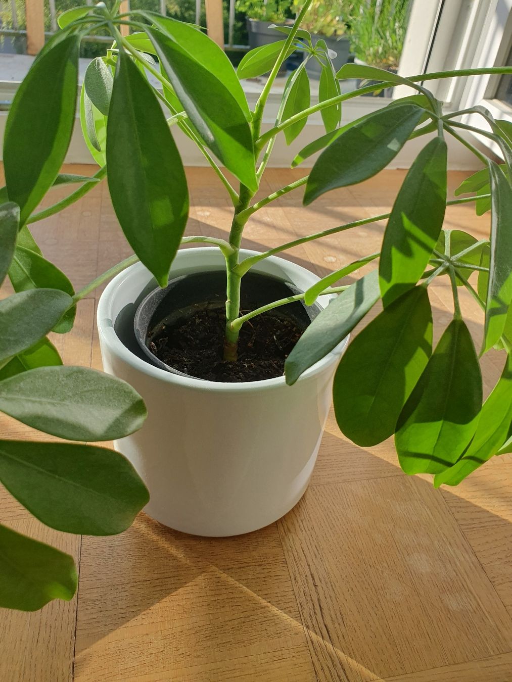 Pflanzen & Samen: Schefflera – Gebraucht aus Olten von thefrog96