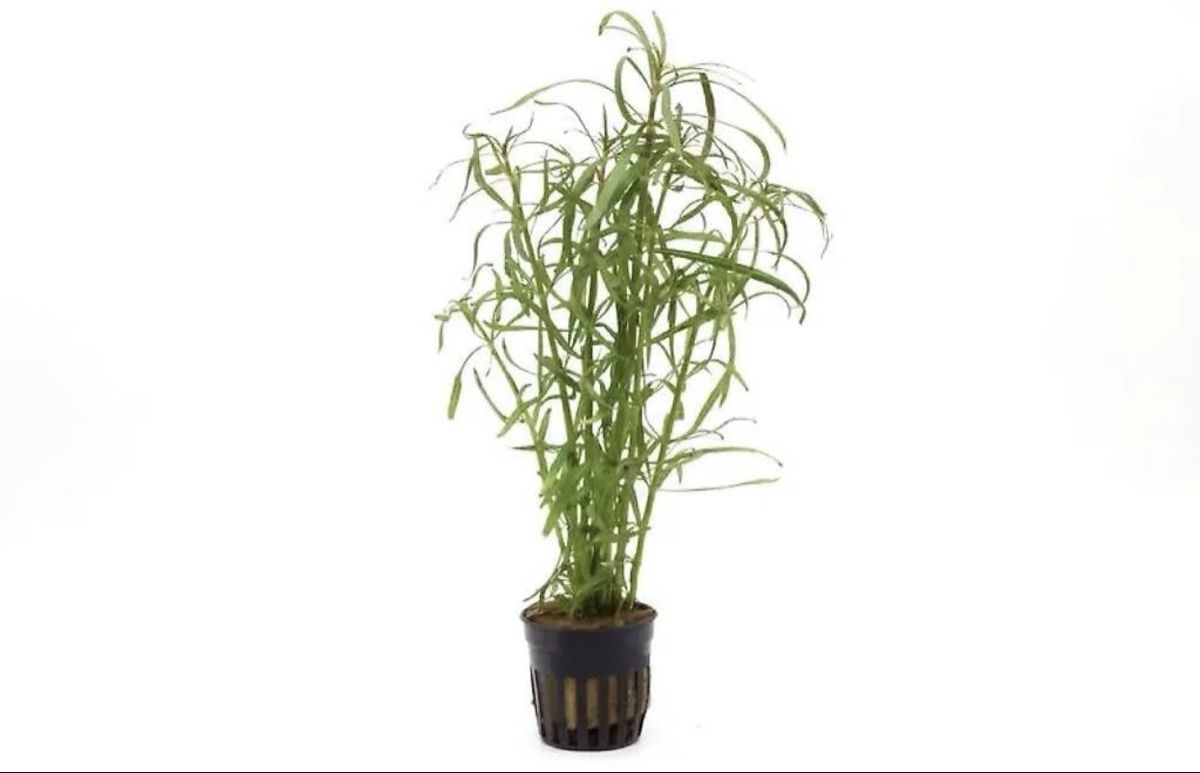 Plantes & graines: Sternrotola  – D'occasion à Moosseedorf par nicu006