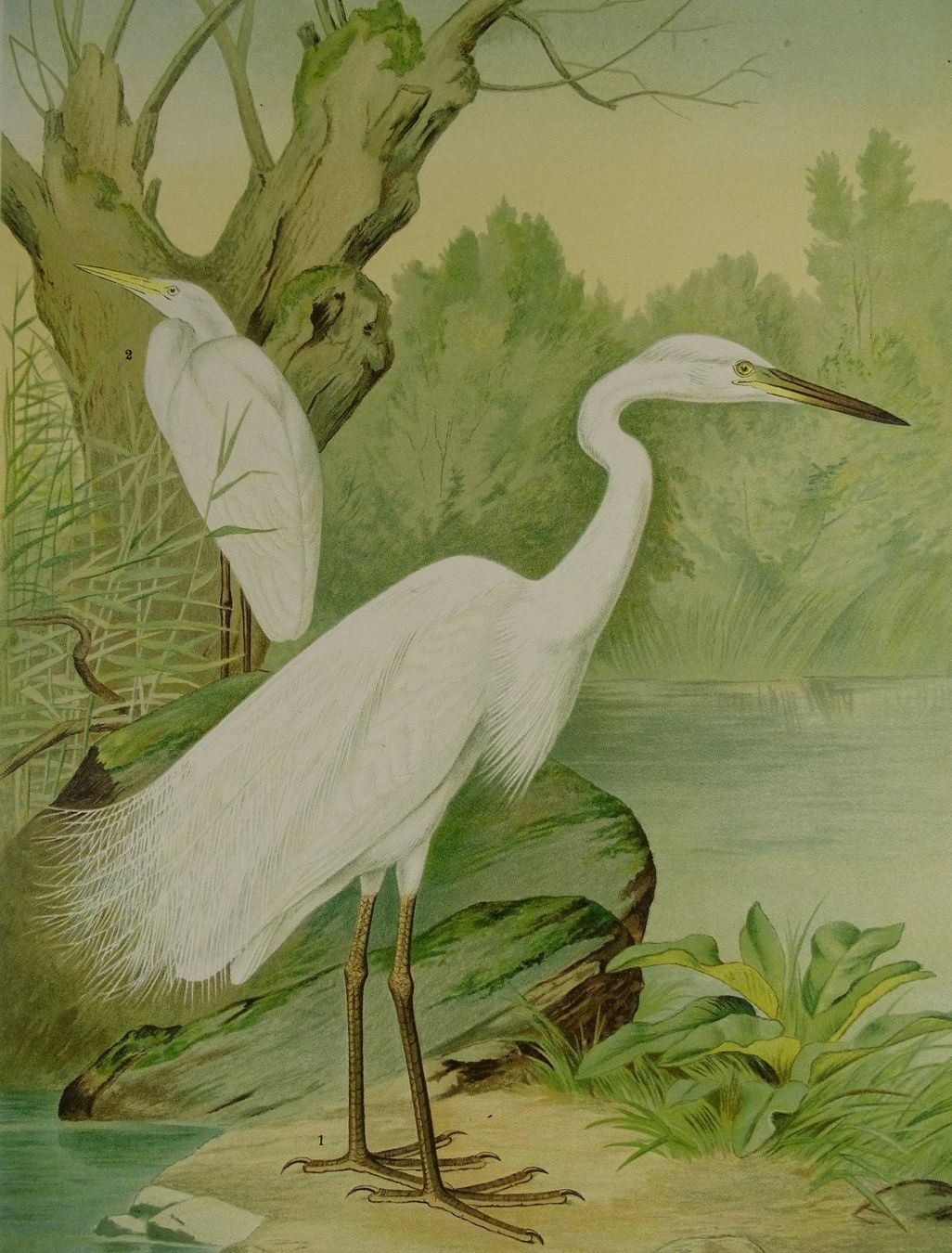 Grafica & Litografie: SILBERREIHER, CHROMOLITHOGRAPHIE UM 1900 – Usato da Grüningen venduto da Kartensammler 2