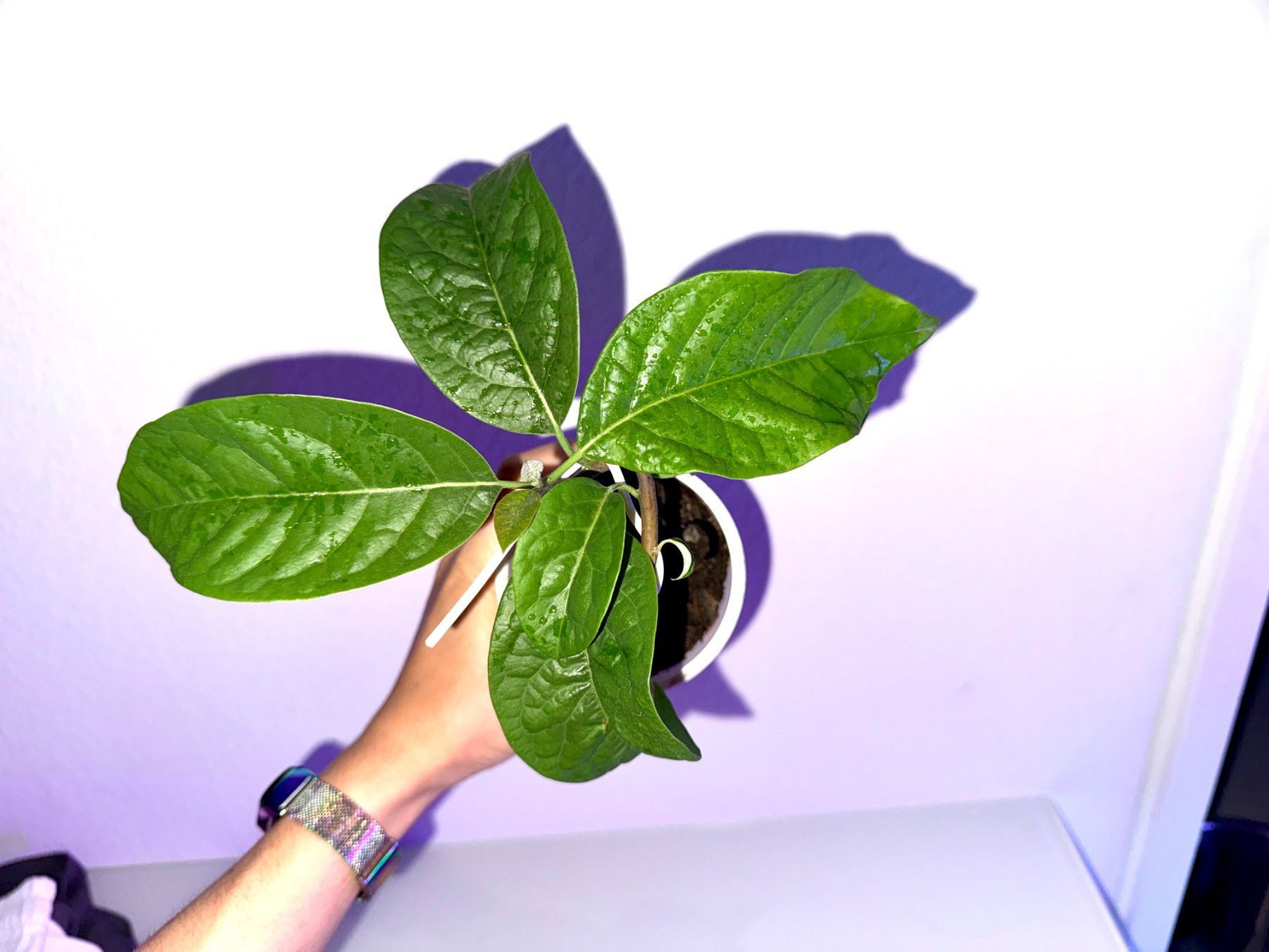 Plantes & graines: Avocado Baum, Bonsai – D'occasion à Schlieren par Edgar_k 3