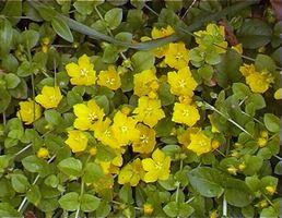 Pfenniggilbweiderich - eine Pflanze