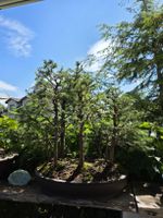 Tannenwald Bonsai