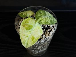 Alocasia Ninja Tricolor