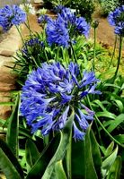 Ab NUR 15.- fr Agapanthus Navy Blue – 20 Samen, winterharte