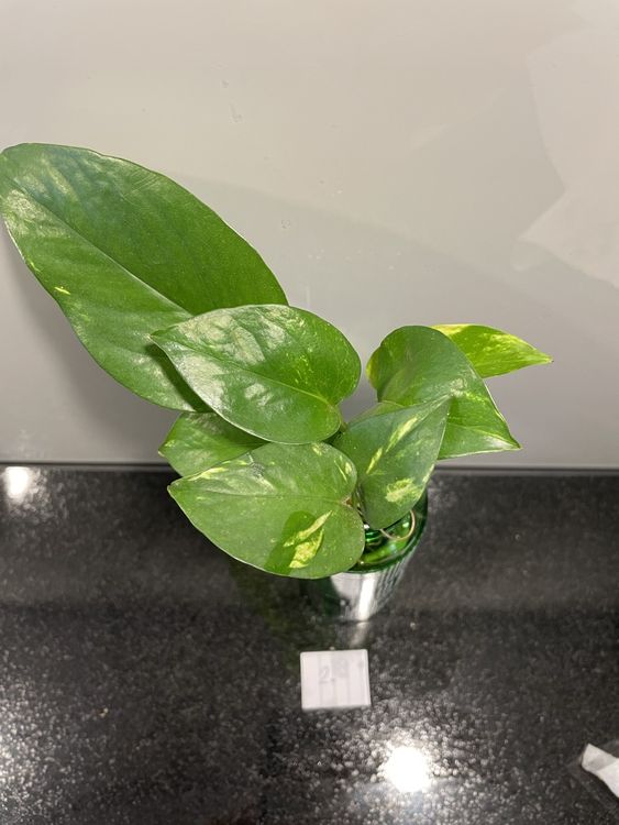 Epipremnum Scindapsus Efeutute Mit Moosstab - 100 Cm Kletterpflanze  Zimmerpflanze, Pflegeleicht & Luftreinigend Pflegeleichte Grnpflanze