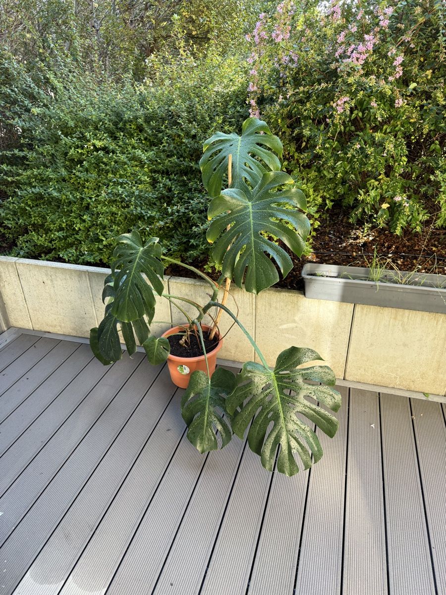 Piante & sementi: Monstera Deliciosa  – Usato da Grosshöchstetten venduto da Al___Uk 1