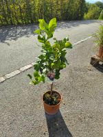 Kernloser Zitronenbaum 90 cm hoch