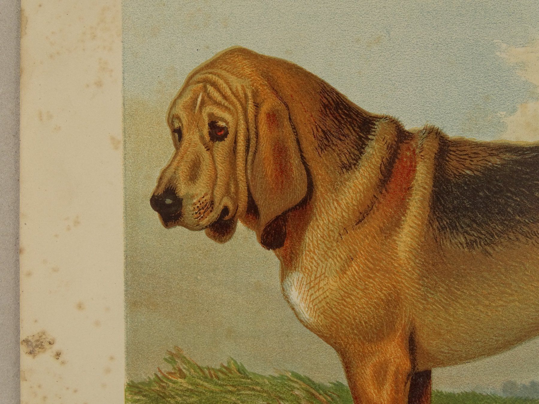 Incisioni: BLOODHOUND, BLUTHUND, FARBLITHOGRAPHIE 1881 – Usato da Grüningen venduto da Kartensammler 3