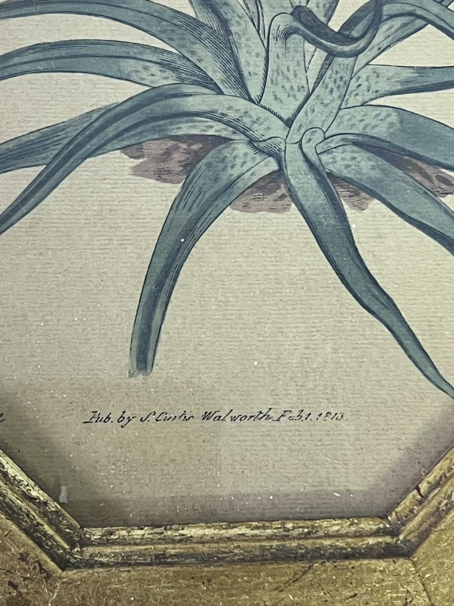 Posters & Illustrations: 3 Antike  Blumenbilder (2) – D'occasion à Glattfelden par brockischweiz 5