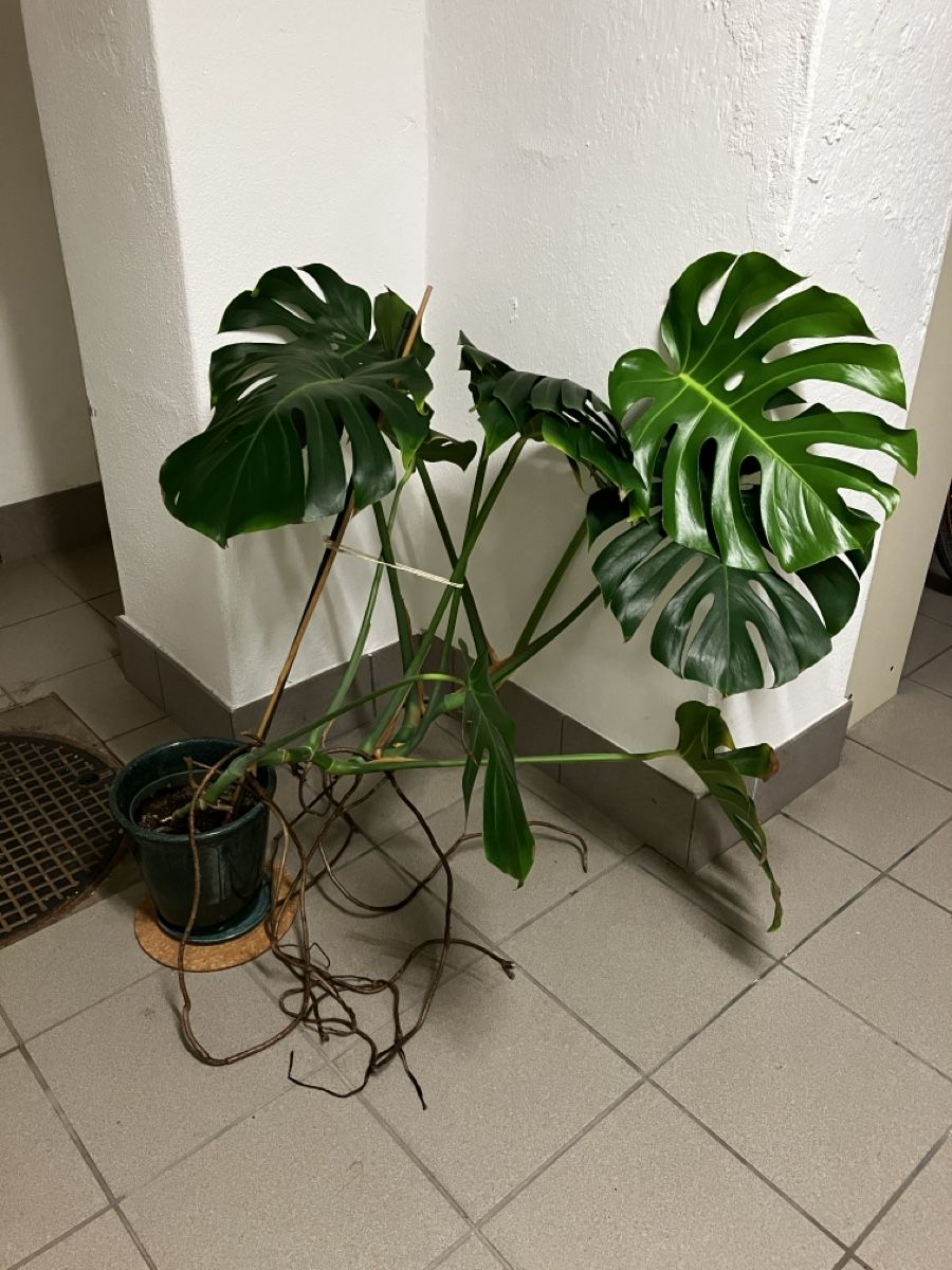 Plantes & graines: Grosse Monstera – D'occasion à Zürich par ysk_xn8c