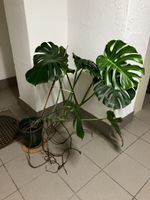 Grosse Monstera