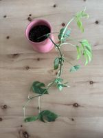 Mini Monstera (Rhaphidophora tetrasperma)