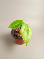 Alocasia Pink Dragon Baby mit Rhizomen