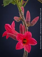 Brachychiton Bidwillii - australischer Flaschenbaum