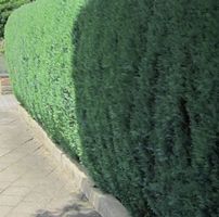 60 Samen Scheinzypresse (Chamaecyparis lawsoniana)