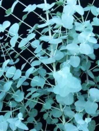 Piante & sementi: EUCALYPTUS GOUTTES D'ARGENT  20cm 2x – Nuovo (secondo la descrizione) da Bremblens venduto da FIBONACCI369 1