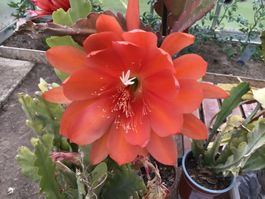 Blattkaktus Picnic (Epiphyllum)