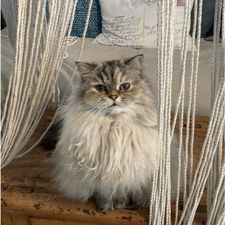 Profile image of Julemi