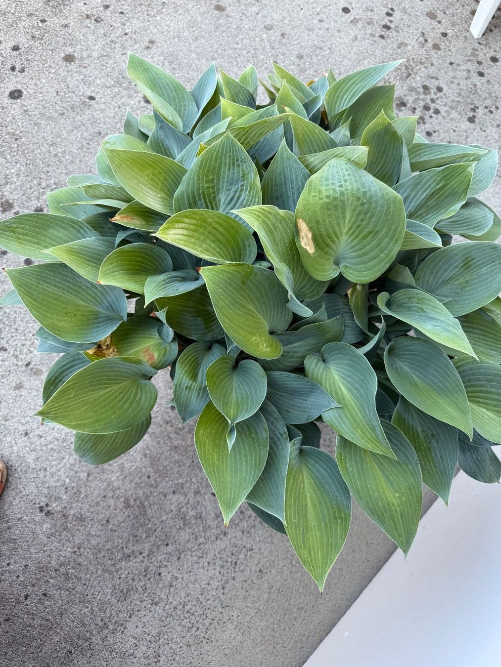 Piante & sementi: Funkie Hosta – Usato da Dällikon venduto da dahi1 1