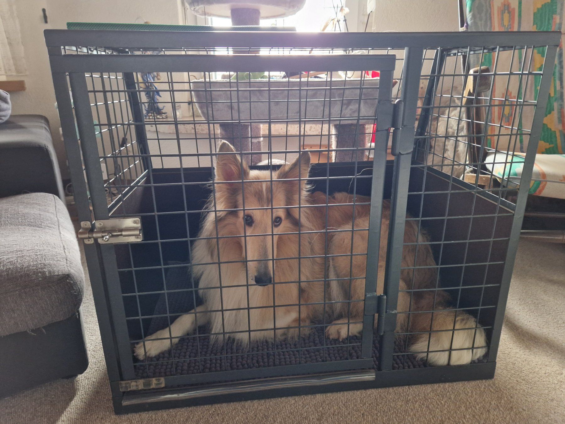Meiko Gabbie, trasporto & Sicurezza: Hundebox massiv – Usato da Flurlingen venduto da Mewtu 4