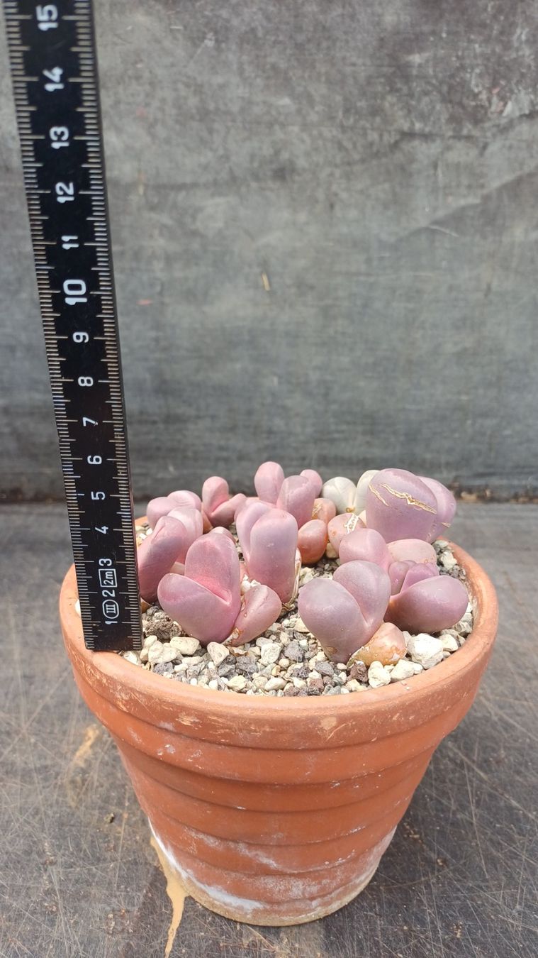 Pflanzen & Samen: Lithops optica Rubra – Gebraucht aus Neftenbach von QuiQuo 2