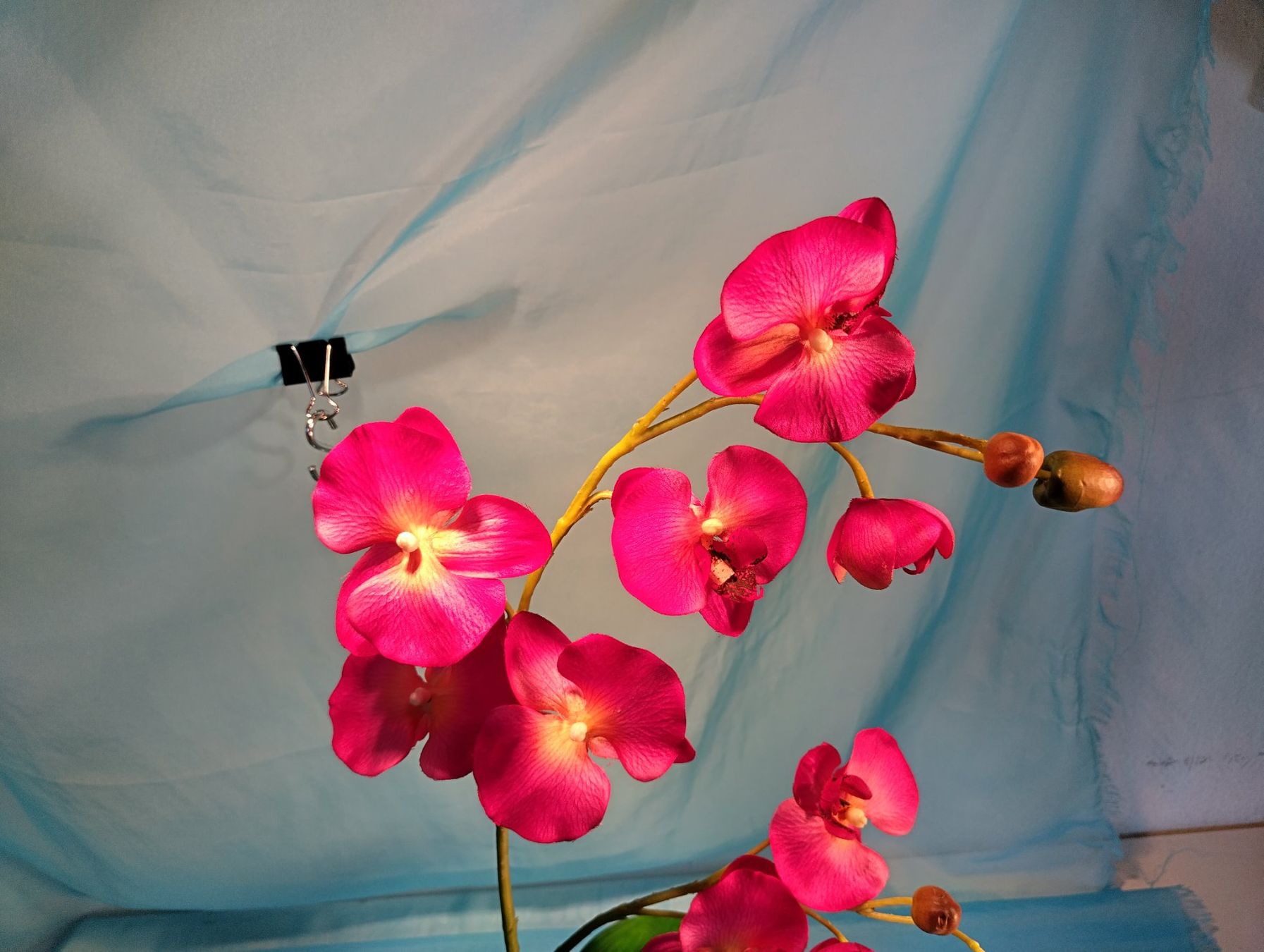 Piante & sementi: Phalaenopsis im Topf, pink, H: 58cm – Usato da Bellach venduto da JingleCherry 2
