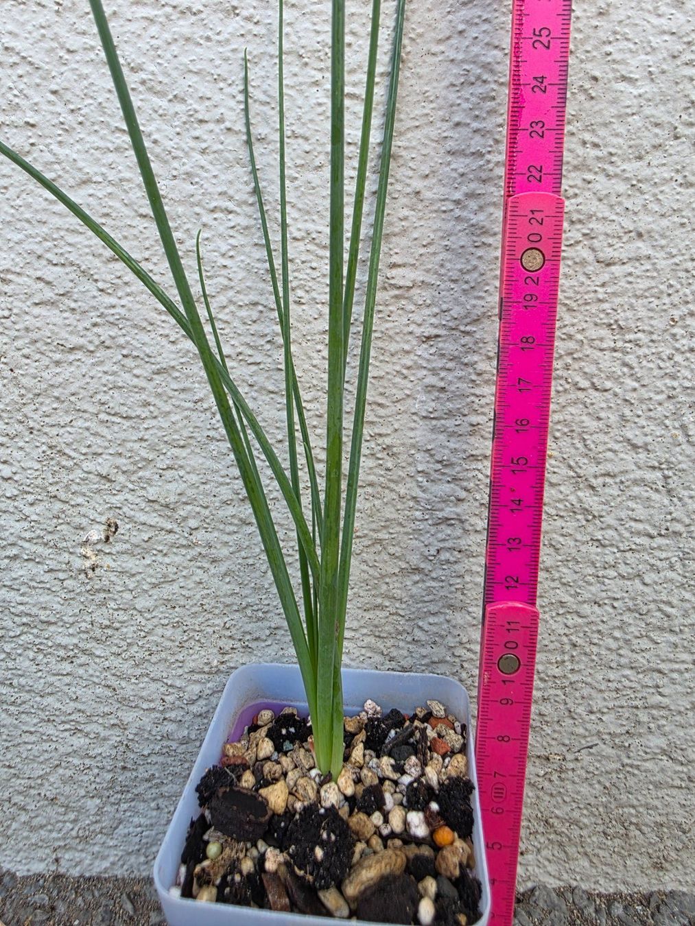 Piante & sementi: Albuca spiralis cv. Frizzle Sizzle – Nuovo (secondo la descrizione) da Thalheim venduto da silvara01 4