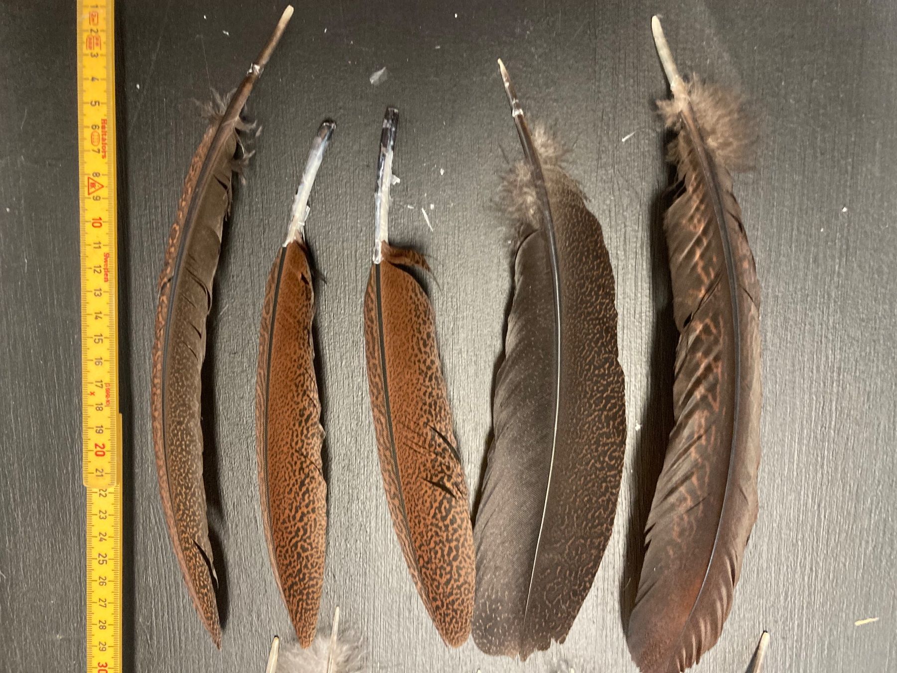 Welt der Tiere: Argusfasan Federn – Gebraucht aus Grosswangen von arum01 1