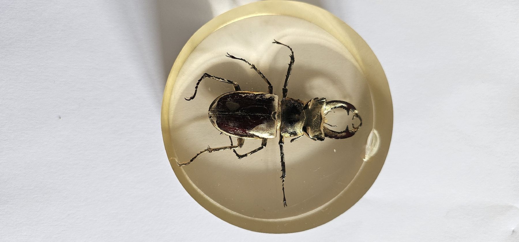 Il mondo degli animali: Insecte dans la résine – Usato da Yverdon-les-Bains venduto da van_dq65
