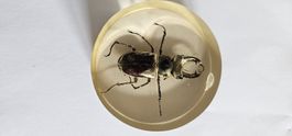 Insecte dans la résine