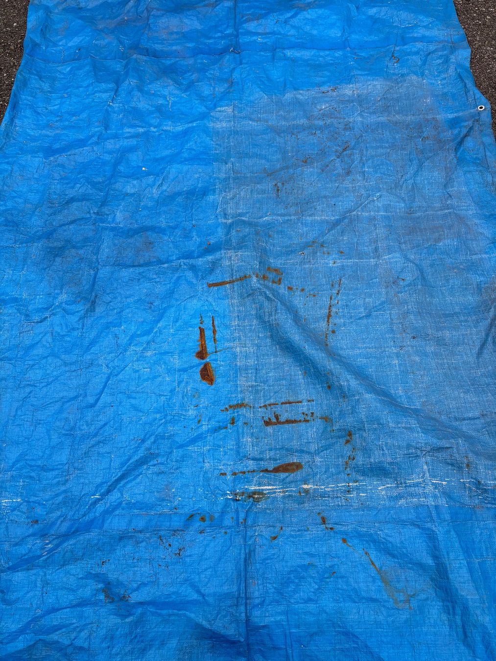 Altro: Blache Blau – Usato da Sennhof venduto da joel.c 1