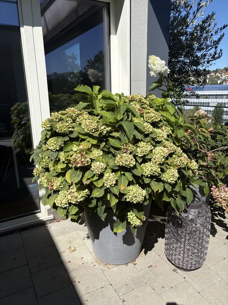 Piante & sementi: Grosse Hortensie / Topf mit Rollen – Usato da Zürich venduto da seb_8rsb