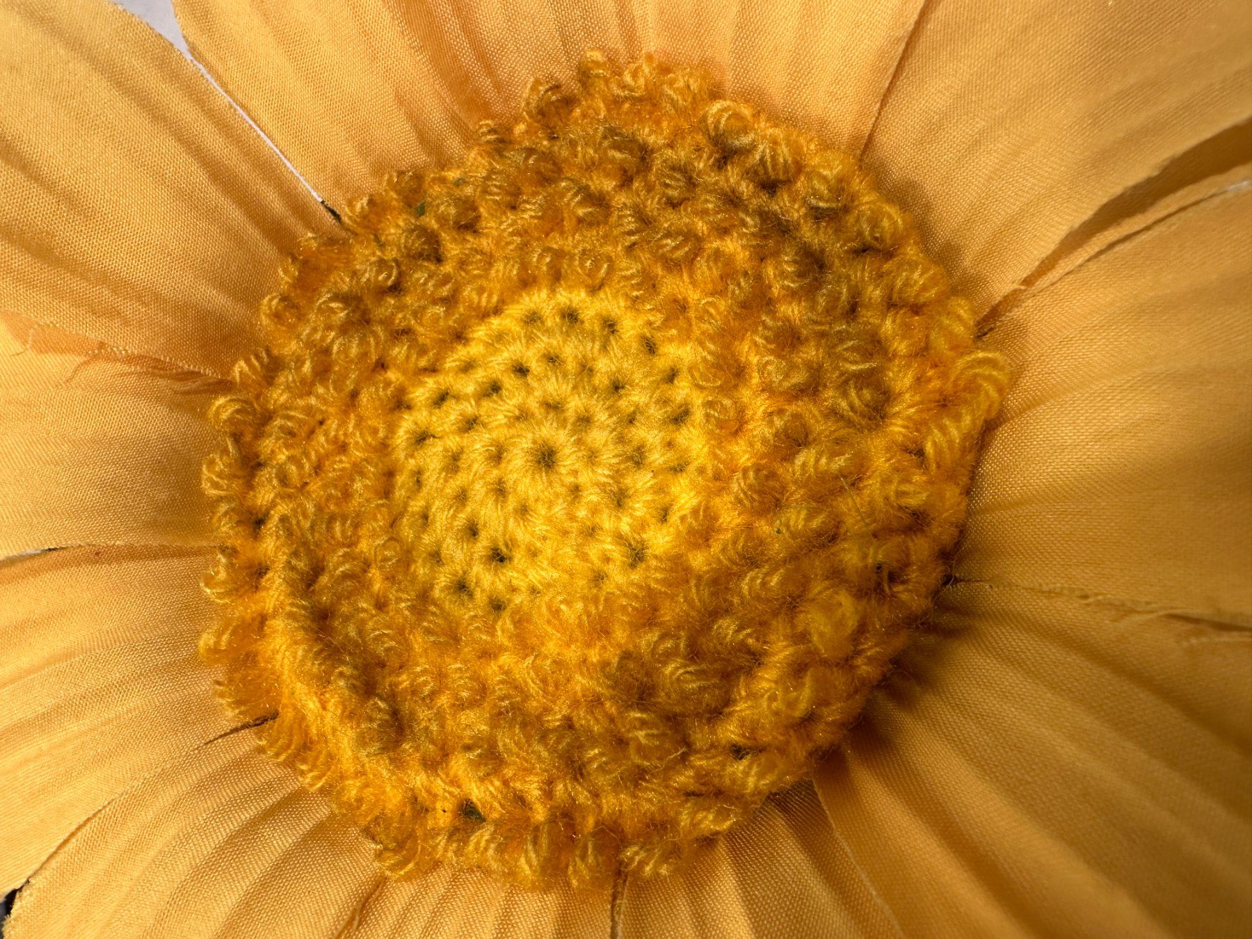 Pflanzen & Samen: Sonnenblumen Köpfe – Gebraucht aus Laupen ZH von Mcafi02 2