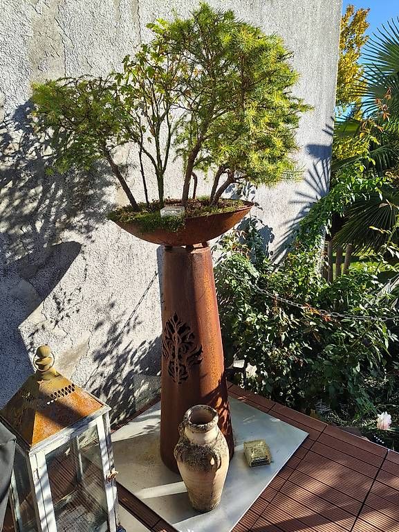 Pflanzen & Samen: Bonsai Wald mit Stahl Stele – Gebraucht aus Stein am Rhein von har_pw2m